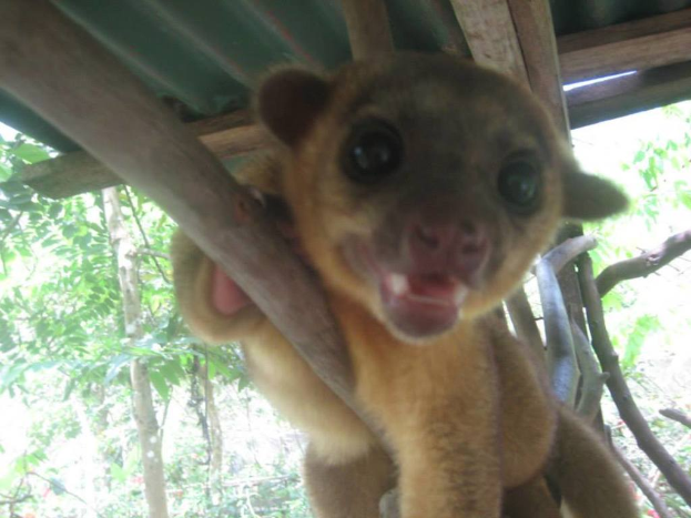 Ein Tier steht in der Mitte des Bildes mit B√§umen im Hintergrund und einem Unterschlupf √∂ber.