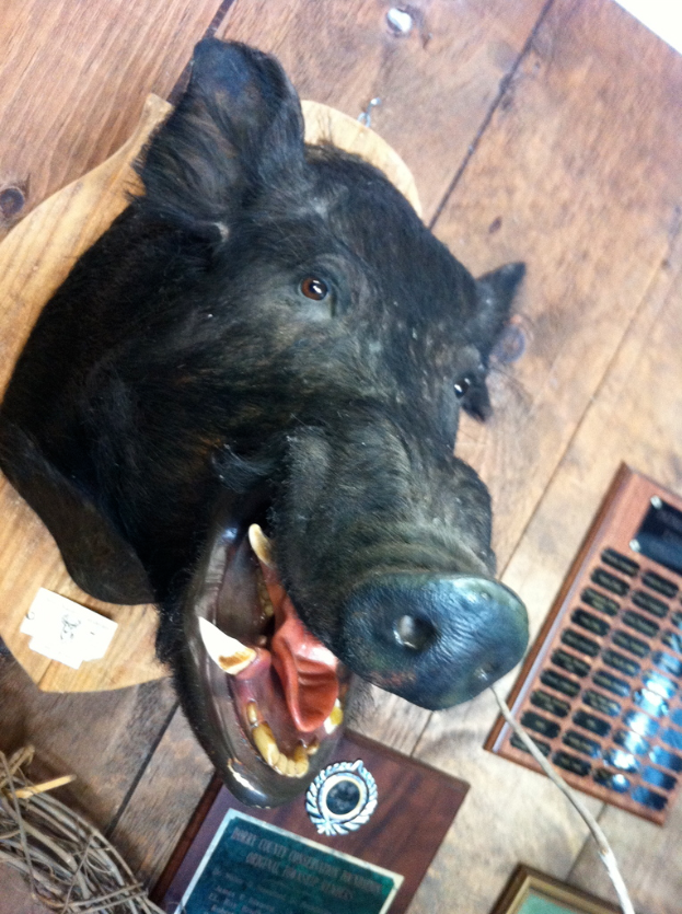 Eine Statue eines Wildschweinkopfes auf einem hölzernen Schild mit einem vor ihm auf dem Boden liegenden Schild.