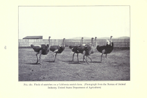 Eine Schar von Straußen steht auf einer Straußenfarm in Kalifornien, mit einem Zaun, einem Haus und Himmel im Hintergrund; Text erscheint unten auf dem Bild.