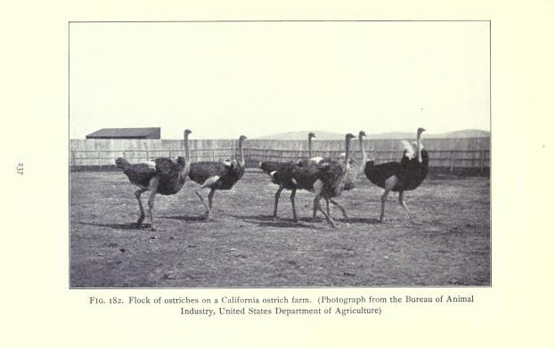 Eine Schar von Straußen steht auf einer Straußenfarm in Kalifornien, mit einem Zaun, einem Haus und Himmel im Hintergrund; Text erscheint unten auf dem Bild.