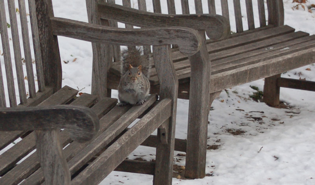Zwei Bänke mit einem Eichhörnchen auf der vorderen, Schnee im Hintergrund.