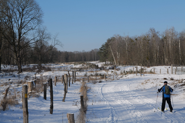 Eine Person Langlaufski auf einem verschneiten Waldweg, mit einem Rucksack und Ski-Stöcken, gesäumt von Holzpfählen und Pflanzen, mit Bäumen und einem klaren Himmel im Hintergrund.