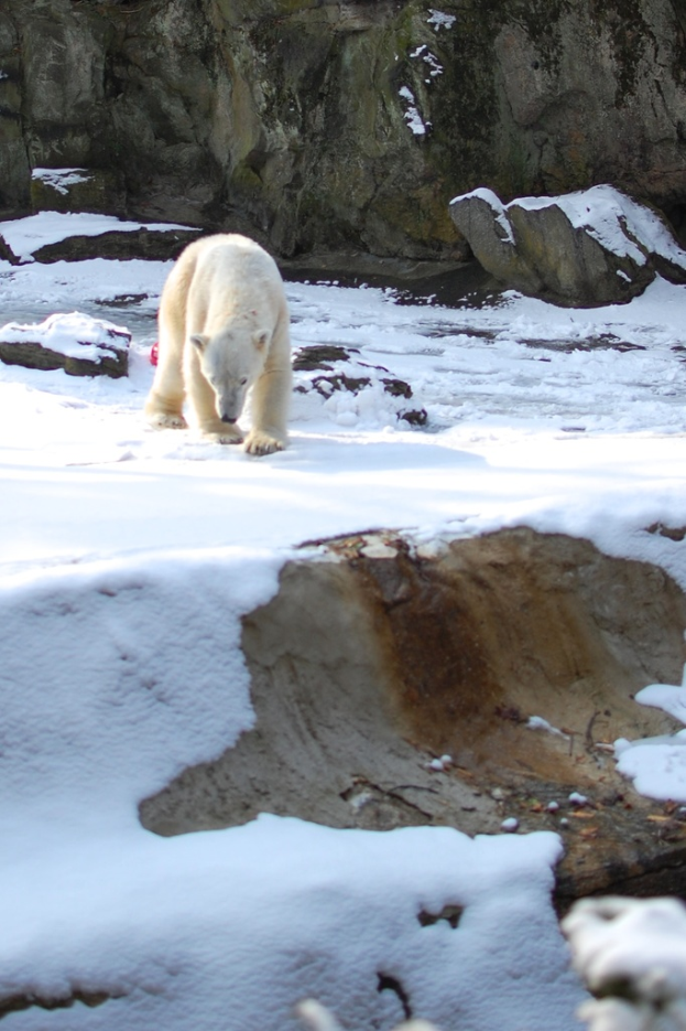 Ein Bär läuft auf schneebedeckter Erde mit Felsen im Hintergrund.