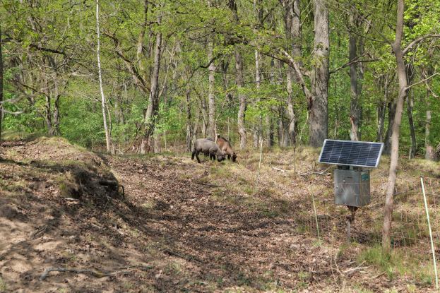 Zwei Tiere grasen in einem bewaldeten Gebiet mit einem Solarpanel auf einem Pfahl auf der rechten Seite, trockene Blätter und Gras bedecken den Boden, Bäume im Hintergrund.