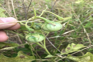 Eine Person, die einen Bund grüner Tomaten an einer Pflanze hält, mit Schimmel an einigen Tomaten, vor dem Hintergrund von Pflanzen und Gras.