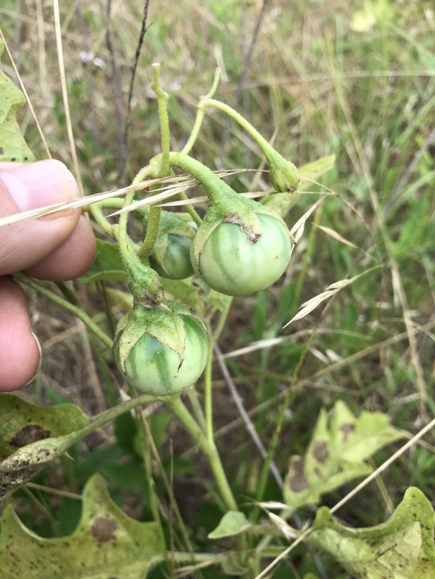 Eine Person, die einen Bund grüner Tomaten an einer Pflanze hält, mit Schimmel an einigen Tomaten, vor dem Hintergrund von Pflanzen und Gras.
