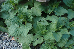 Ein Nahaufnahme einer Nesselpflanze mit grünen Blättern, die in einem Garten umgeben von Steinen und trockenen Blättern wächst.