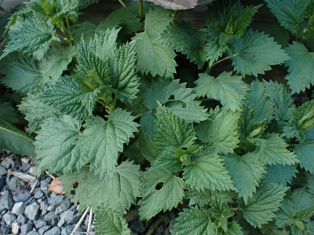 Ein Nahaufnahme einer Nesselpflanze mit grünen Blättern, die in einem Garten umgeben von Steinen und trockenen Blättern wächst.