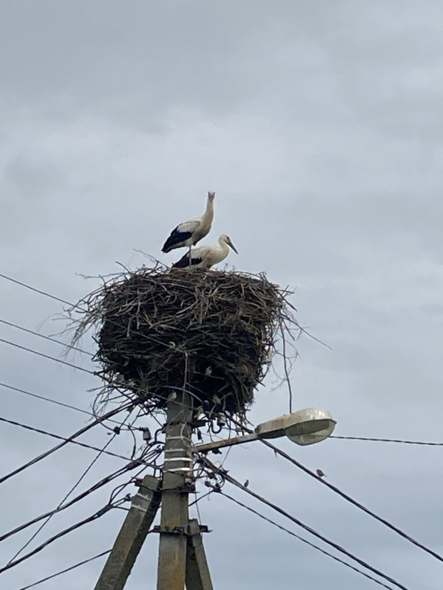 Zwei Weißstörche auf einem Nest auf einer Strommast, mit Straßenbeleuchtung und sichtbaren Drähten.