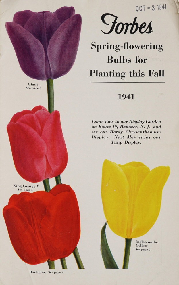 Plakat aus dem Jahr 1941 mit drei symmetrisch angeordneten, sich überschneidenden roten, gelben und violetten Tulpen auf einem weißen Hintergrund, das Frühlingsblüher für die Herbstpflanzung bewirbt.