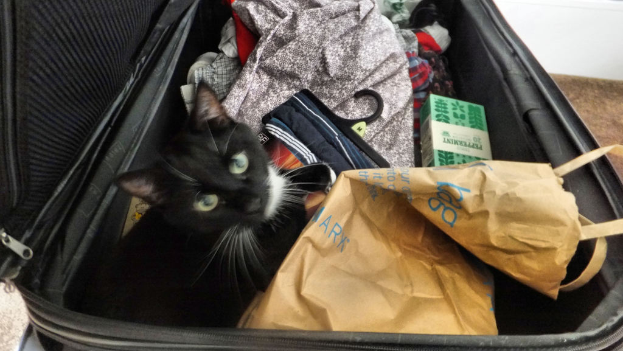 Ein Koffer voller Kleidung und eine Katze darin sitzend.