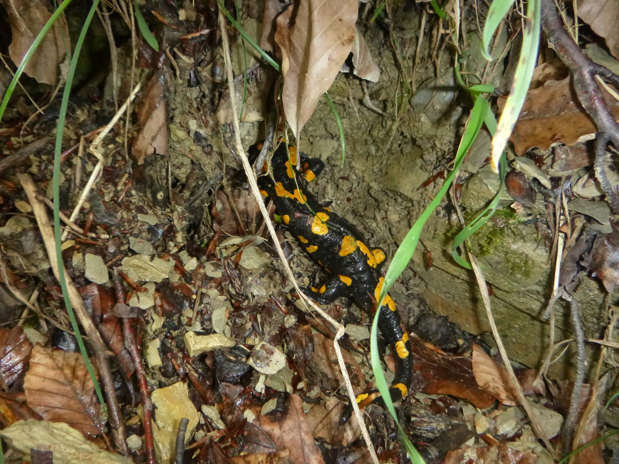 Europ├Ąischer Feuersalamander auf Waldboden sitzend zwischen trockenen Bl├Ąttern und Zweigen.