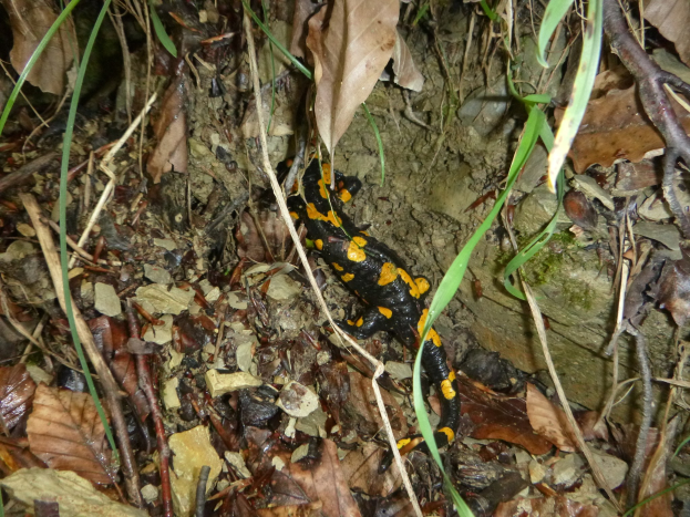 Europ├Ąischer Feuersalamander auf Waldboden sitzend zwischen trockenen Bl├Ąttern und Zweigen.
