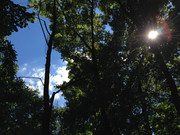 Helliges Sonnenlicht filtert durch einen dichten Wald hoher Bäume und erhellt den Himmel darüber.
