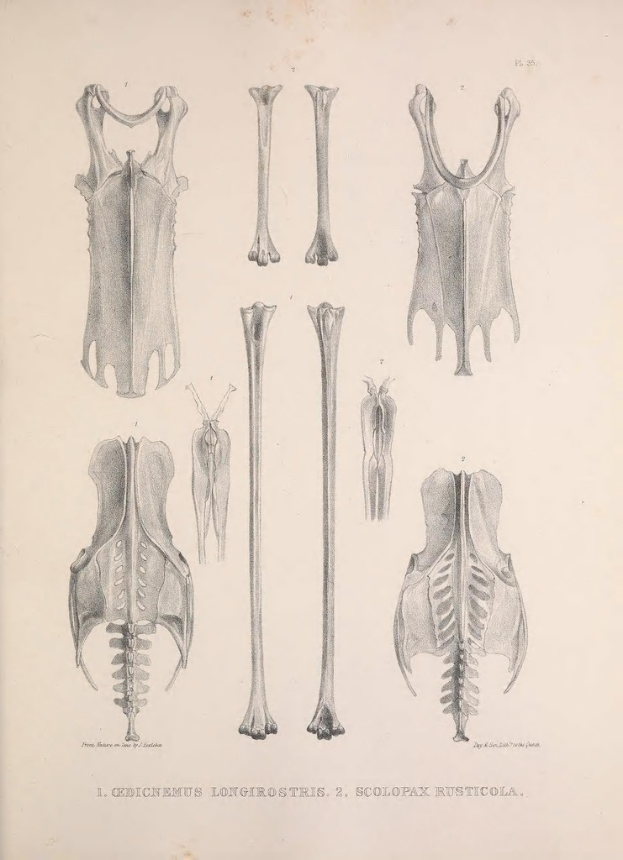 Knochen und Skelette werden neben Text präsentiert.