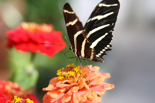 Eine schwarze Schmetterling ruht auf einer Blume, mit zwei weiteren Blumen auf der linken Seite und einem unscharfen Hintergrund.