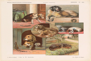 Eine Buchseite mit verschiedenen Hunderassen und begleitendem Text, der ihre Eigenschaften beschreibt.