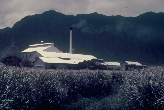 Ein altes Foto einer Zuckerfabrik in einem Feld, umgeben von Pflanzen und Bäumen, mit Hügeln und einem Schornstein im Hintergrund und Text unten.