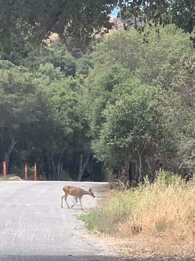 Ein Hirsch, der eine Straße durch einen Wald mit Pfählen überquert, umgeben von grünem Gras und hohen Bäumen mit dem Himmel im Hintergrund.