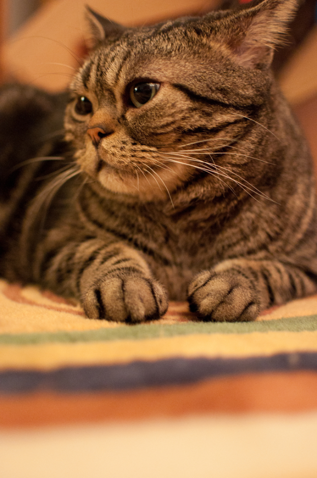 Ein Kater ist in dem Bild zu sehen.