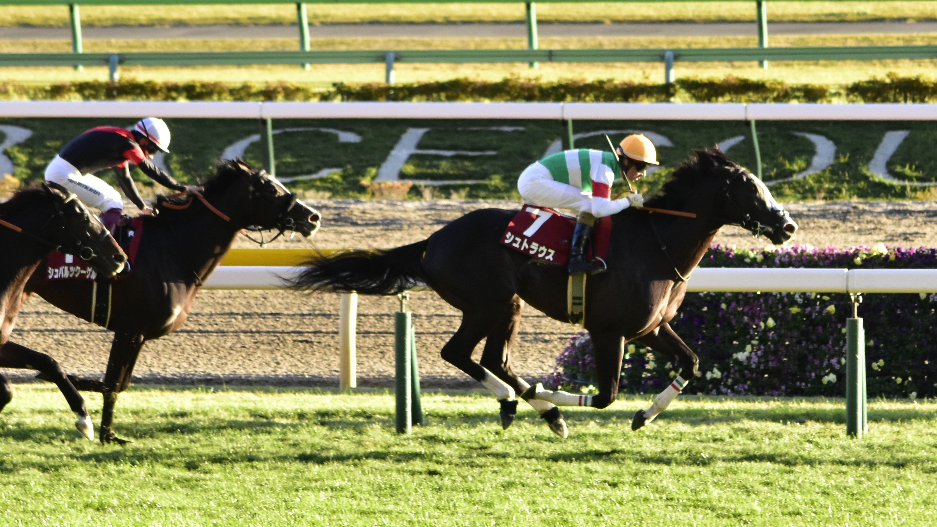 Zwei Jockeys in Helmen auf Pferden, die eine Rennbahn entlang galoppieren und von Grün umgeben sind, mit einem Geländer und einer Tafel im Hintergrund.