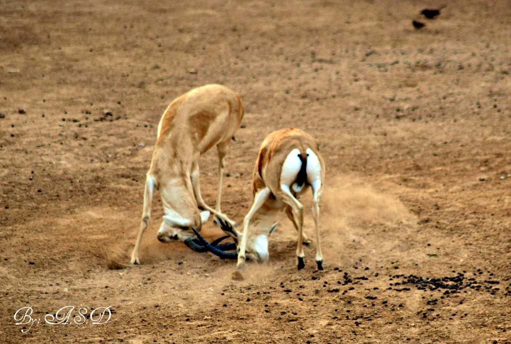 Zwei Rehe mit Vögeln im Hintergrund, Schlamm und Dreck auf dem Boden und Text in der linken unteren Ecke.