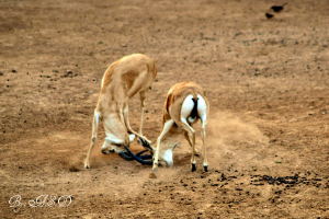 Zwei Rehe mit Vögeln im Hintergrund, Schlamm und Dreck auf dem Boden und Text in der linken unteren Ecke.