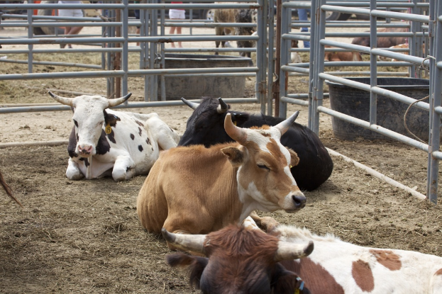 Kühe auf dem Boden mit Geländern und Tränken, einige Menschen im Hintergrund sichtbar