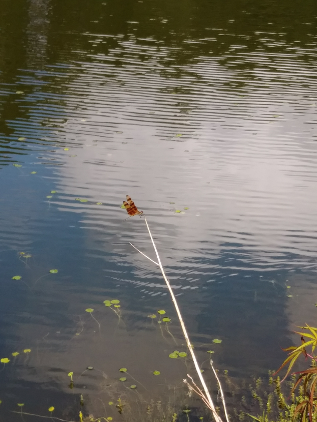 Eine Libelle auf einem Stock in einem Teich sitzend, umgeben von grünen Pflanzen und schwimmenden Blättern.