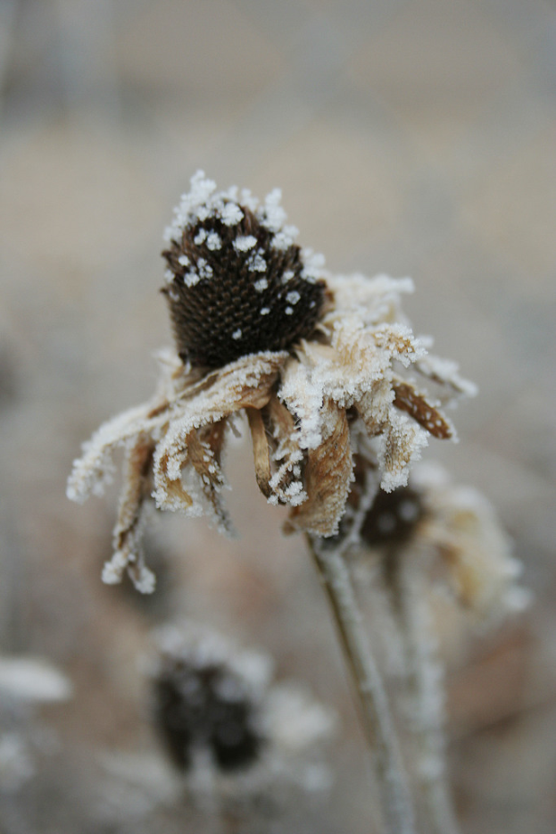 Eine einzelne Blume mit weißen Blütenblättern ist von einer Schneeschicht bedeckt.