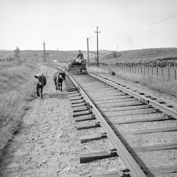 Schwarz-weiß-Foto von zwei Kühen, die auf den Eisenbahnschienen laufen, mit einer Person auf einem Fahrzeug im Vordergrund, Gras und einem Zaun auf beiden Seiten der Schienen und Häusern, Bäumen und Masten im Hintergrund.