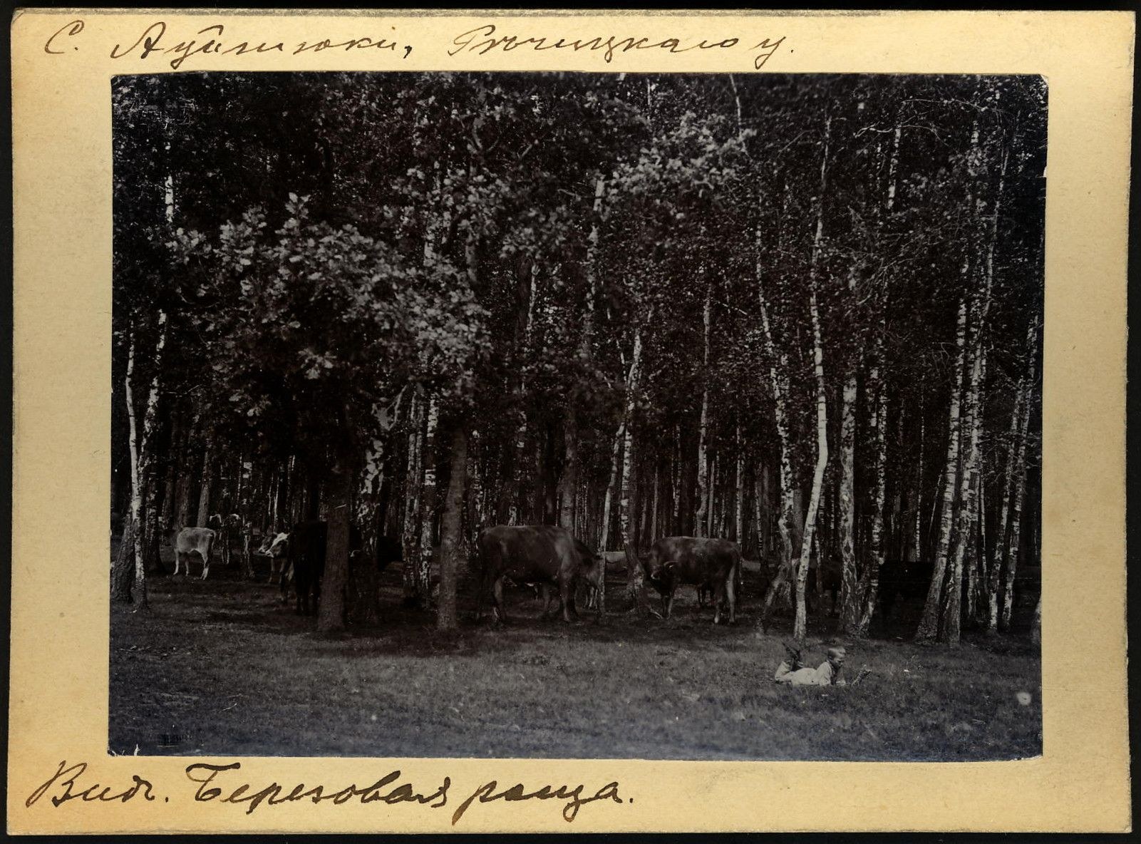 Schwarzes und weißes Foto einer Herde Kühe, die auf einer bewaldeten Fläche grasen, mit Text am unteren Rand.