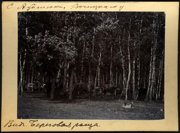 Schwarzes und weißes Foto einer Herde Kühe, die auf einer bewaldeten Fläche grasen, mit Text am unteren Rand.