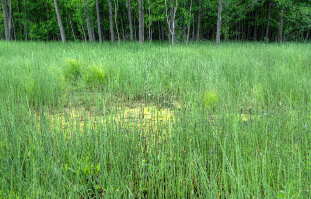 Eine landwirtschaftliche Farm mit Bäumen oben auf dem Bild.