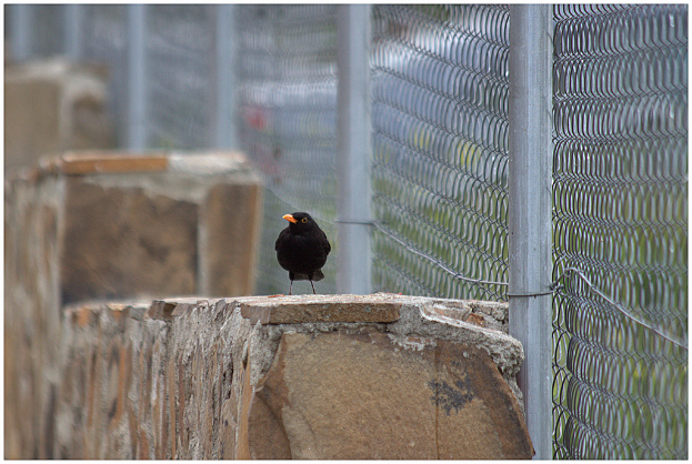 Ein Vogel auf einer Mauer mit einem Netz und Pfählen auf der rechten Seite.