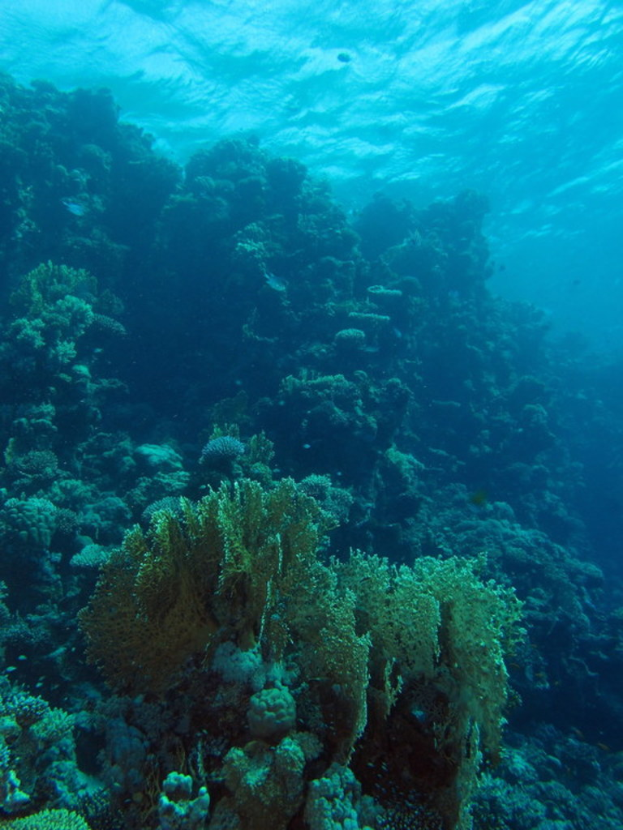 Unterwasser-Szene mit verschiedenen Pflanzen und Meereslebewesen.
